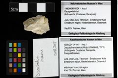 Foto (Objekt + Etiketten) von Discutiolira moesica (Muţiu & Bădăluţă, 1971) 